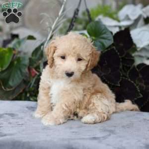 Carter, Bich-Poo Puppy